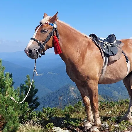 коло гір Hotel *